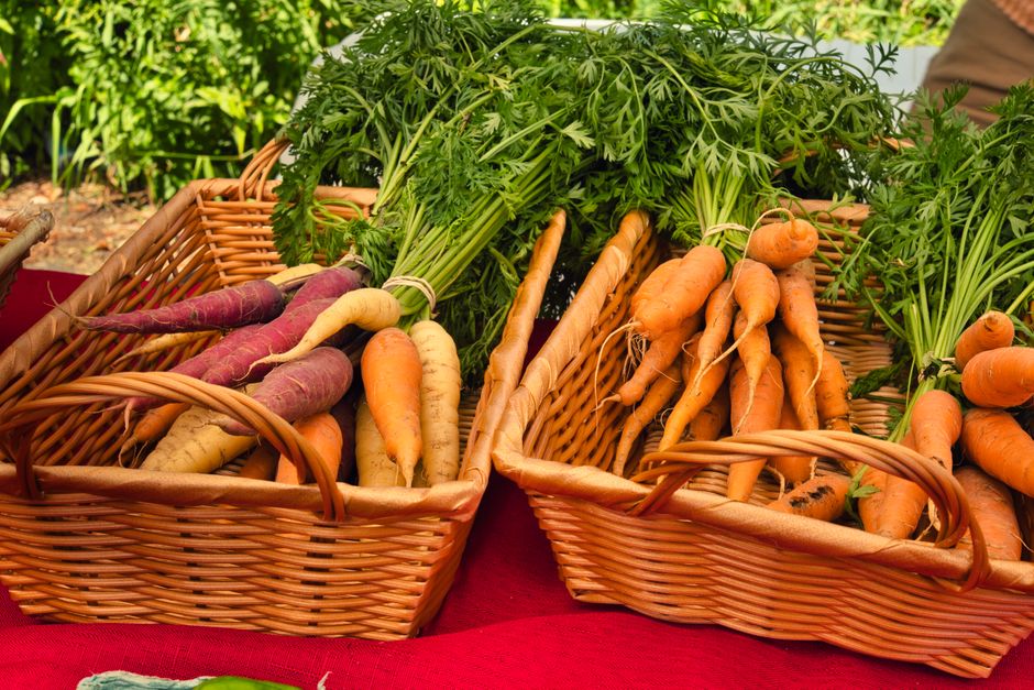 The image displays three woven wicker baskets filled with a variety of fresh, organically grown carrots with attached green leafy fronds. The carrots vary in size, shape, and color, including orange, purple, and white varieties, with some exhibiting slightly irregular shapes and earthy textures. The baskets are placed on a red fabric surface, with the middle basket containing a larger bunch of leafy carrot tops that drape over the sides. The background shows a blurred outdoor setting with greenery, suggesting a garden or market environment. The scene is illuminated by natural daylight, highlighting the vibrant colors and textures of the vegetables. This visual representation aligns with services related to organic produce collection or on-site garden clearance, emphasizing the categorization of natural vegetable waste often handled in private waste disposal or alternative waste management arrangements, such as those provided by waste collection services like Waste Collection Acton.