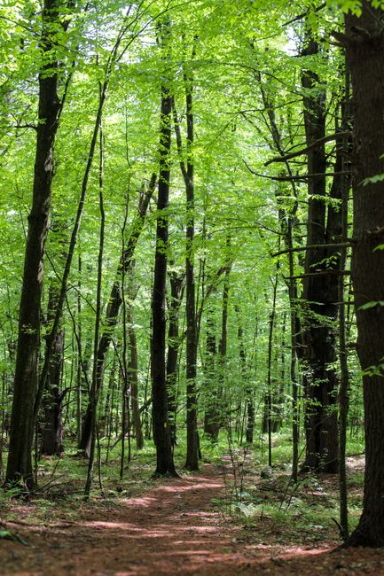 This image depicts a dense, lush green forest with tall, slender trees featuring dark bark and vibrant light green leaves. The forest floor is covered with a narrow dirt pathway that weaves through the trees, surrounded by small plants and undergrowth. The scene appears natural and well-lit by daylight filtering through the leafy canopy above, creating a serene and peaceful environment. In the context of waste removal, this image may illustrate an outdoor setting where rubbish or debris could accumulate if not properly managed. Although trees and woodland scenery dominate, the visual clarity suggests it could be part of a managed green space or outdoor area requiring occasional clearance, such as by Waste Collection Acton for maintaining cleanliness and environmental standards in natural surroundings.